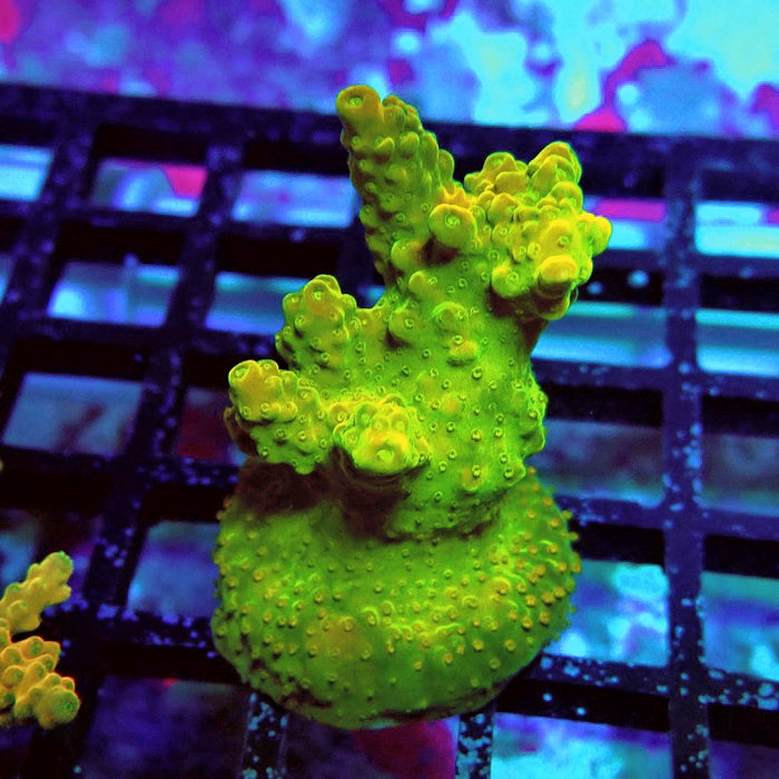 Acro Frag Aquaculture