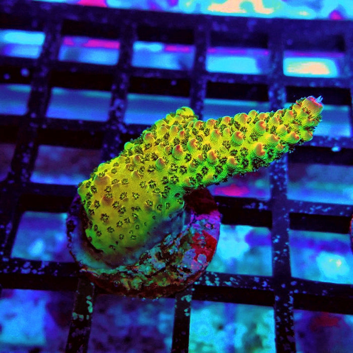 Acro Frag Aquaculture