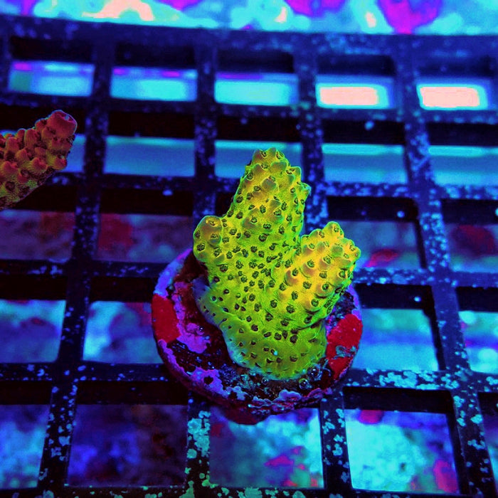 Acro Frag Aquaculture