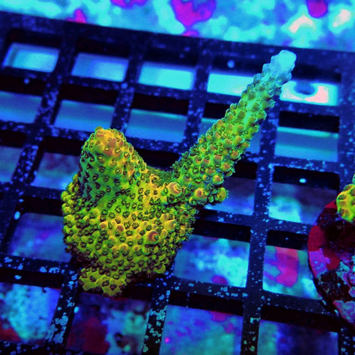 Acro Frag Aquaculture