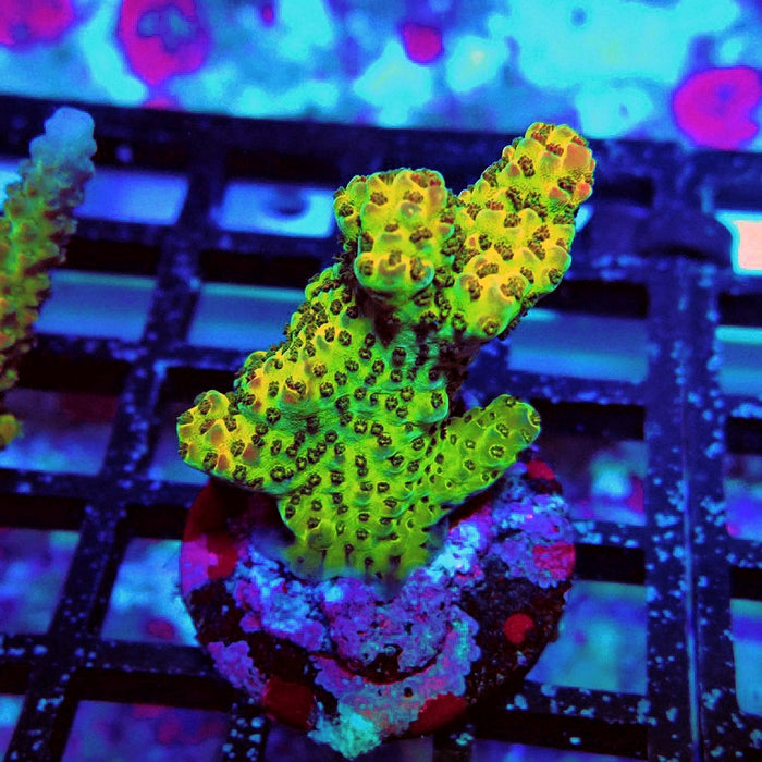 Acro Frag Aquaculture