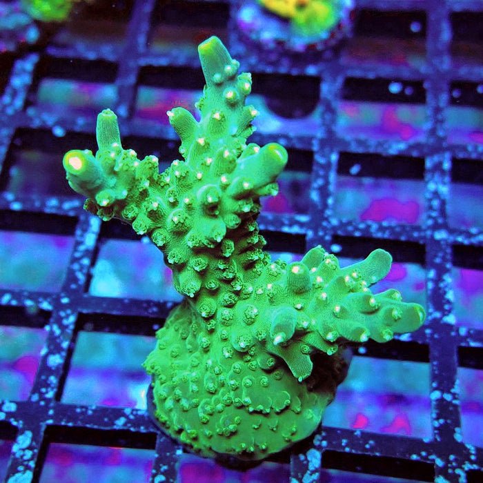 Acro Frag Aquaculture