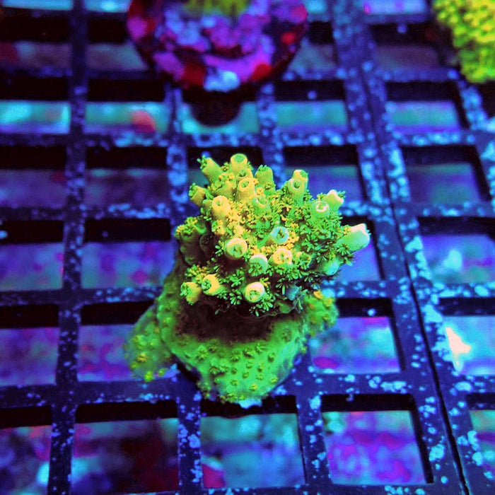 Acro Frag Aquaculture