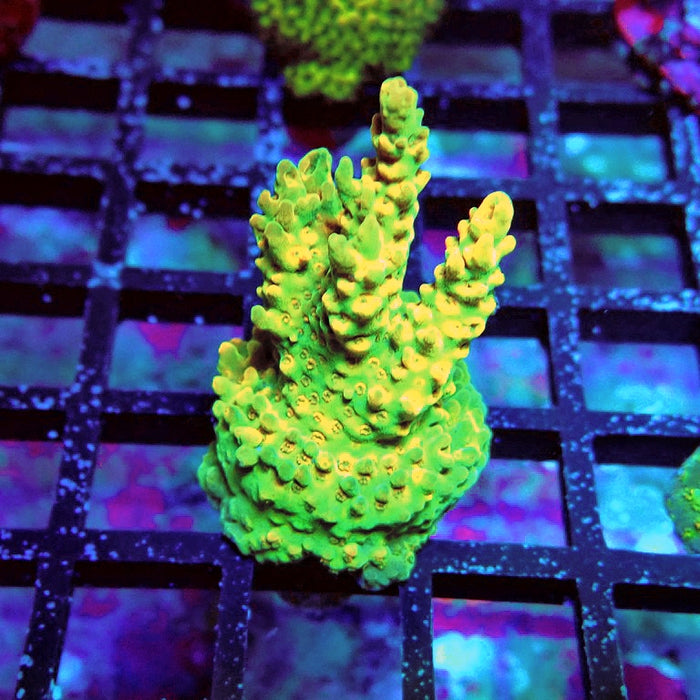 Acro Frag Aquaculture