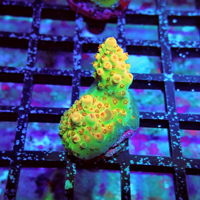 Acro Frag Aquaculture