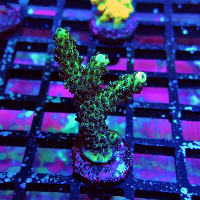 REx Black Sun Acro