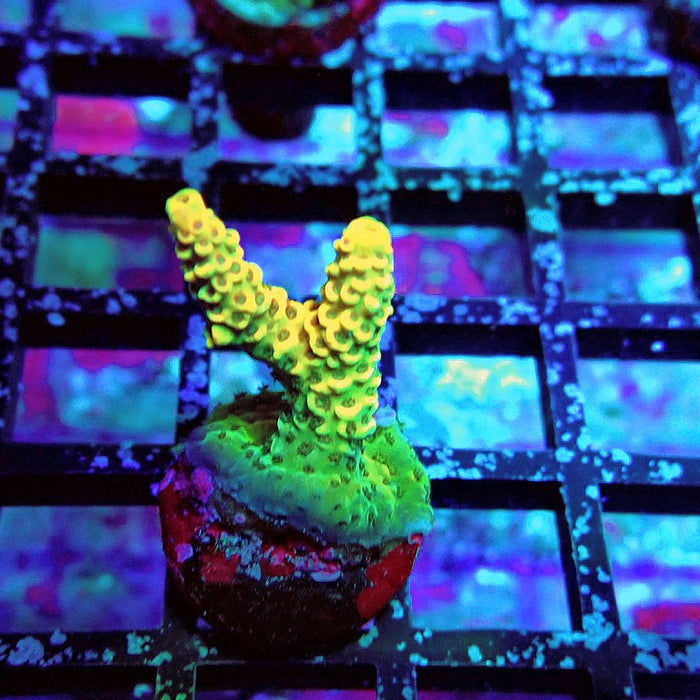 REx Rainbow Geacintus Acro