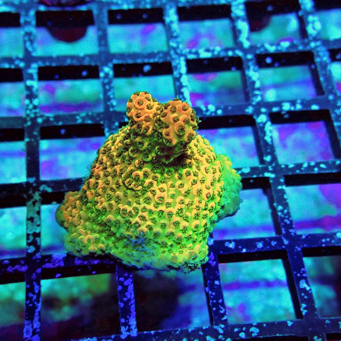 Acro Frag Aquaculture