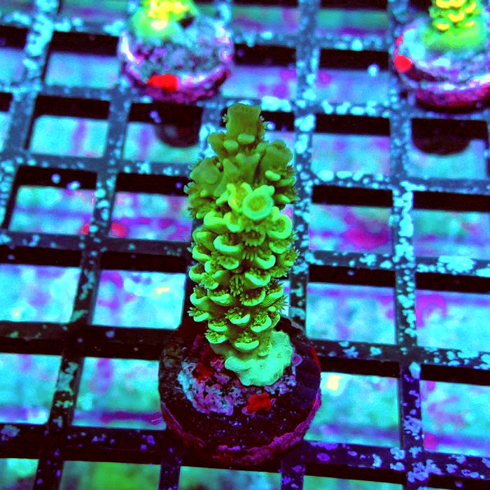 Tenuis Green Pink Scales Acro