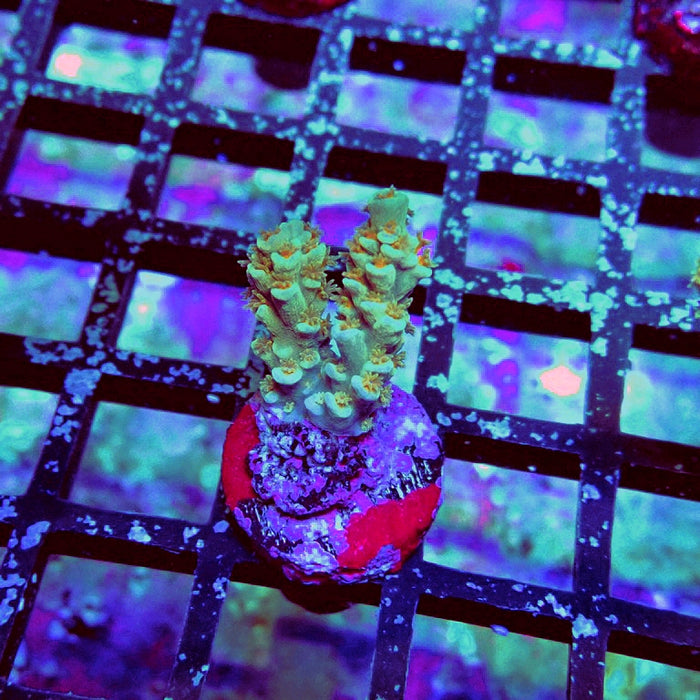 REx Yellow Blue Pink Scale Tenuis Acro