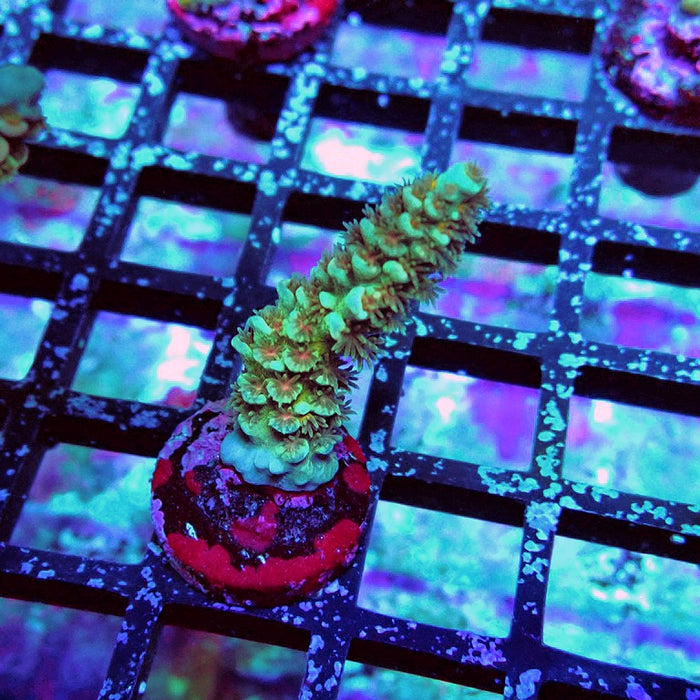 REx Yellow Blue Pink Scale Tenuis Acro