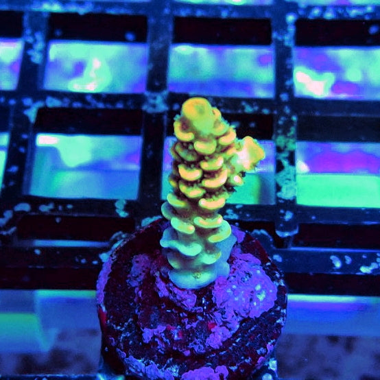 Golden Smoke Tenuis Acro