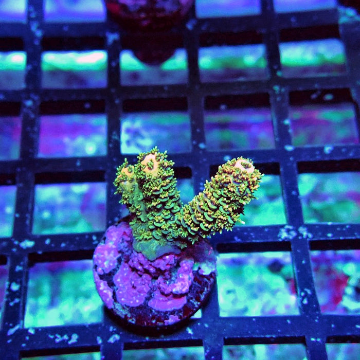 Bright Fuzzy Mille Acro