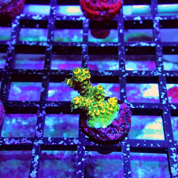REx Triple Crazy Contrast Mille Acro