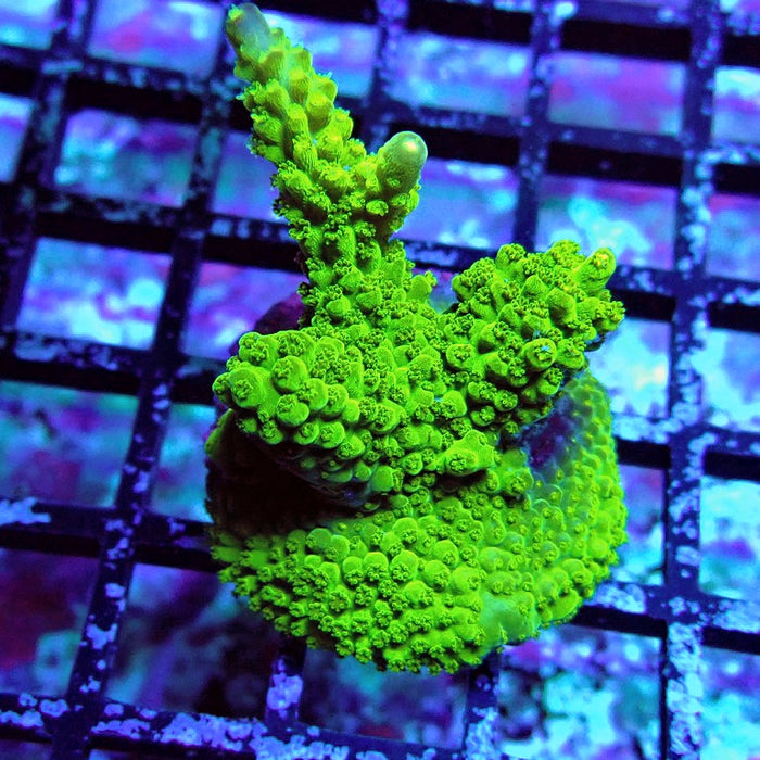 Acro Frag Aquaculture