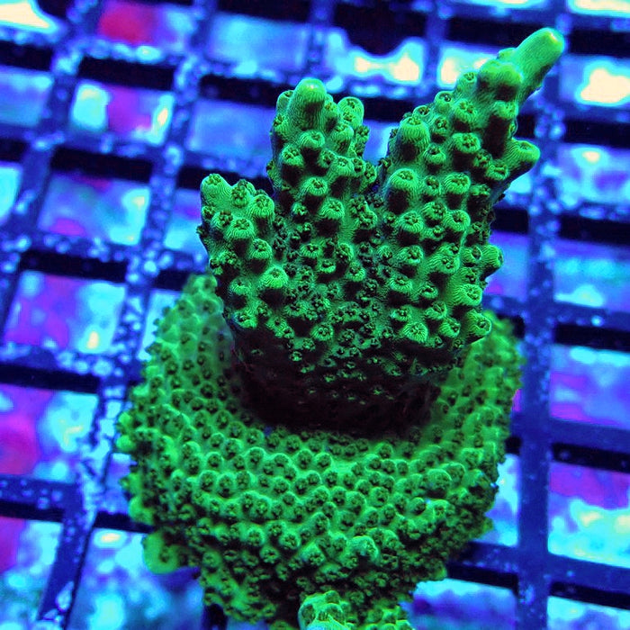 Acro Frag Aquaculture