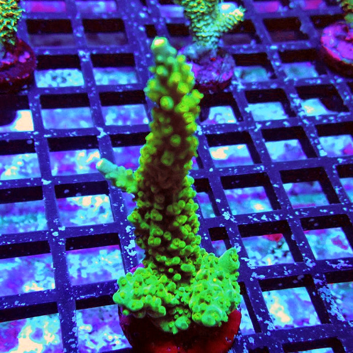 Acro Frag Aquaculture