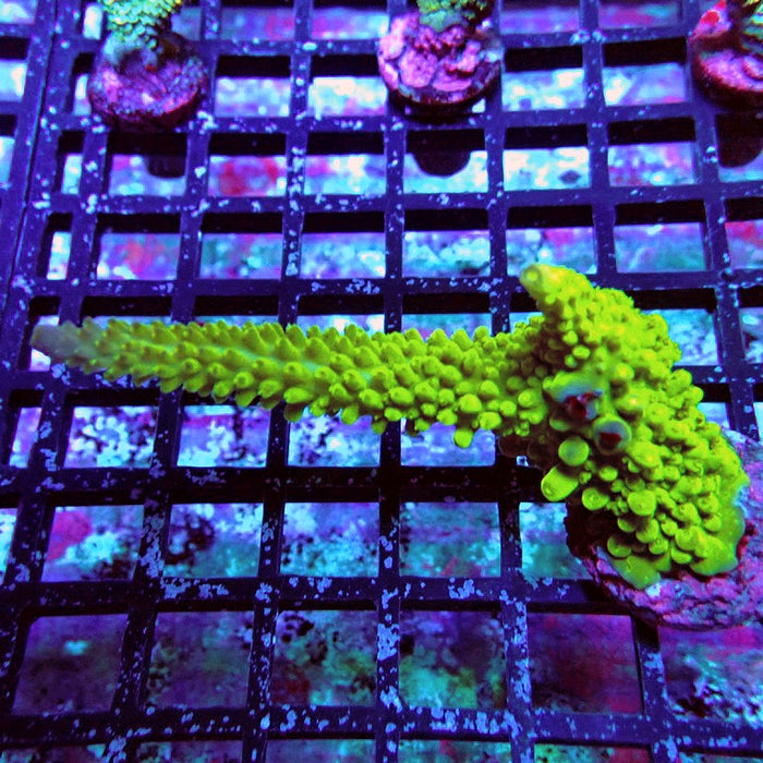 Acro Frag Aquaculture