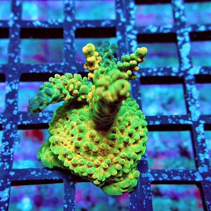 Acro Frag Aquaculture