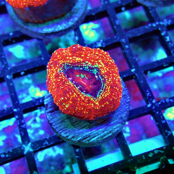 Acan Bowerbanki Coral Frag