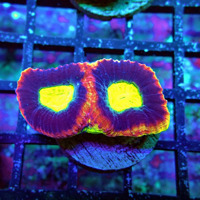 Dragon Soul Favia Coral Frag