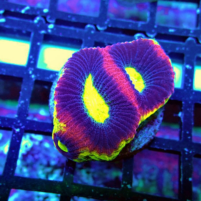 Dragon Soul Favia Coral Frag