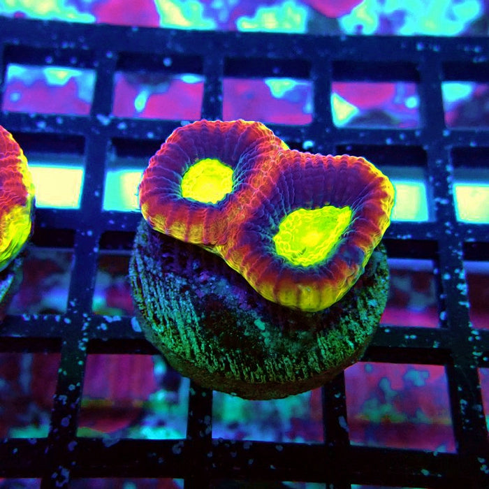 Dragon Soul Favia Coral Frag