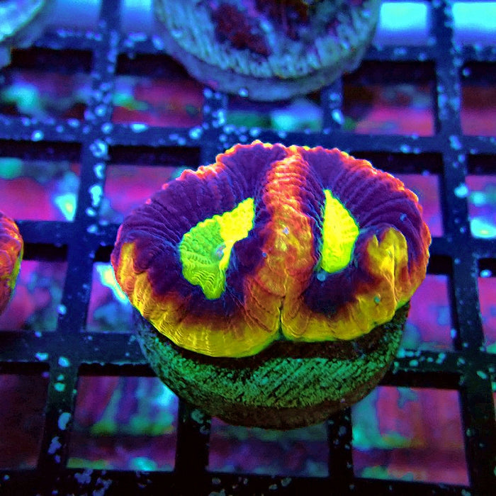 Dragon Soul Favia Coral Frag