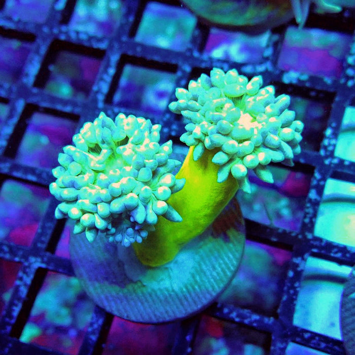 Duncan Coral Frag