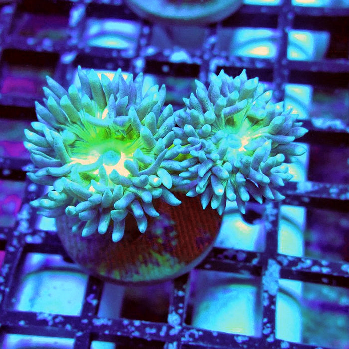 Duncan Coral Frag