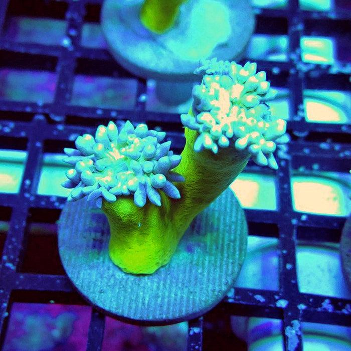 Duncan Coral Frag