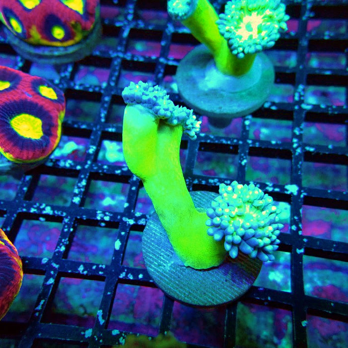 Duncan Coral Frag