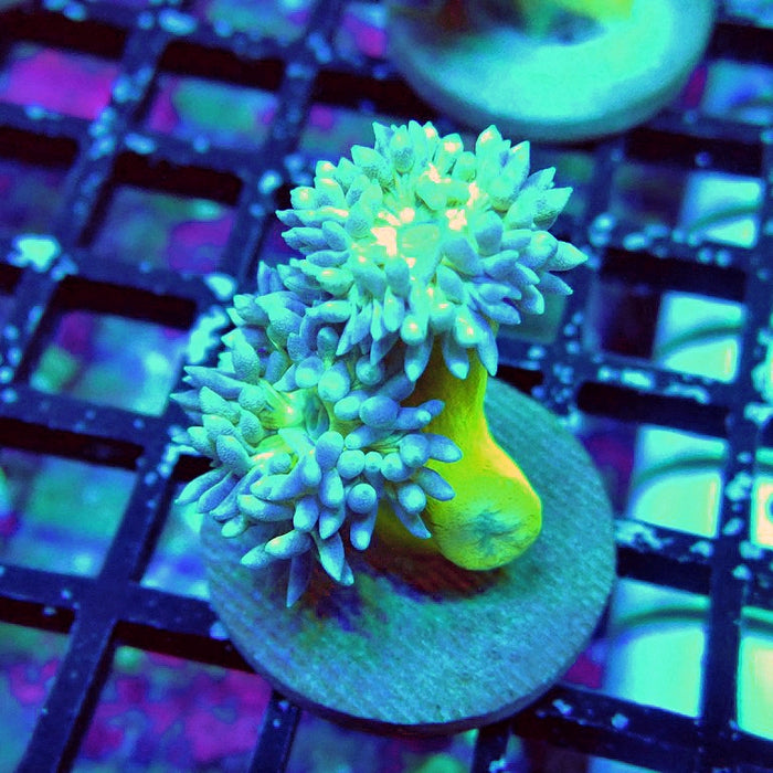 Duncan Coral Frag