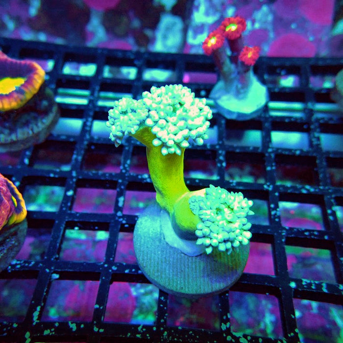Duncan Coral Frag