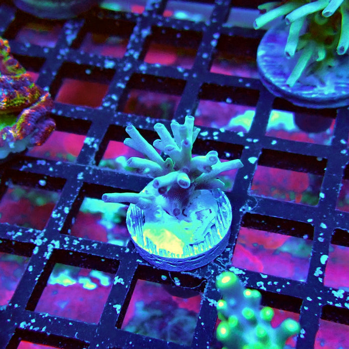 Ice Fire Echinata Acro