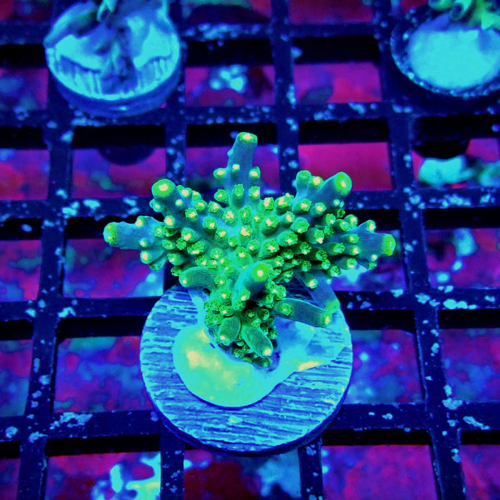 Acro Frag Aquaculture