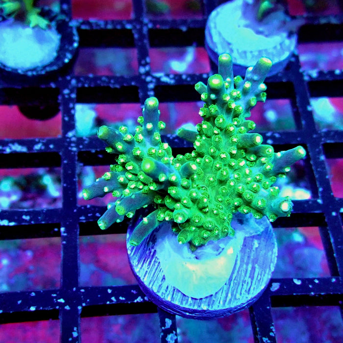 Acro Frag Aquaculture
