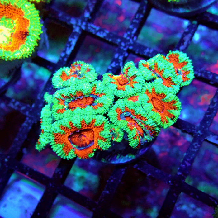 Acan Lord Coral Frag (5)