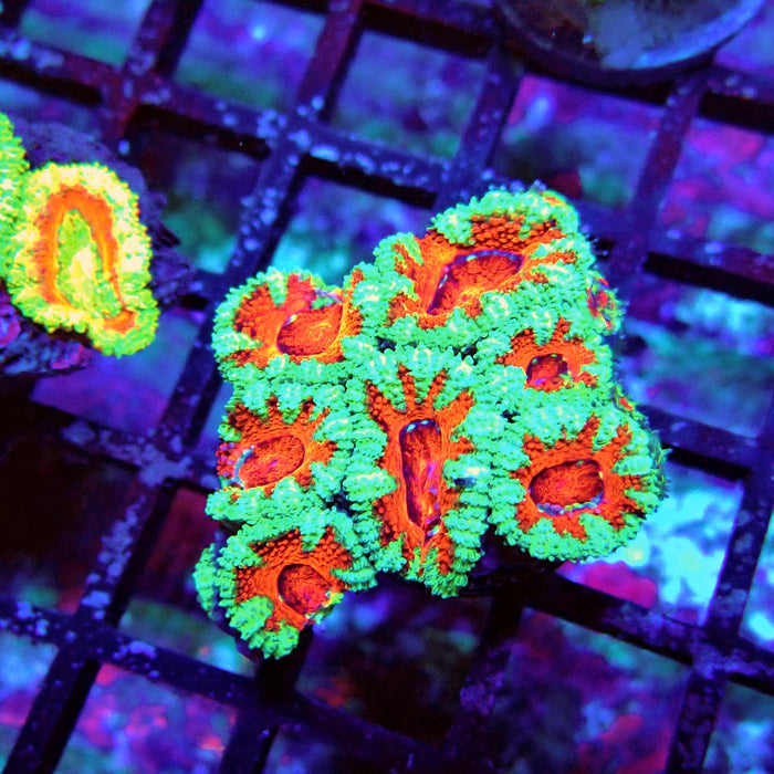 Acan Lord Coral Frag (5)