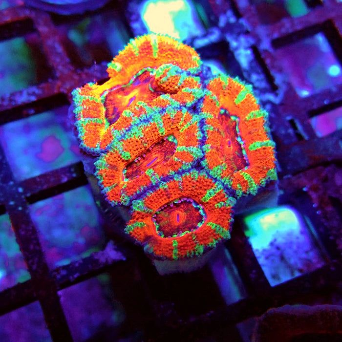 Acan Lord Coral Frag (6)