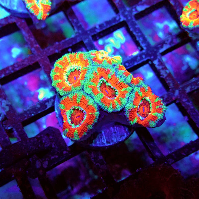 Acan Lord Coral Frag (6)