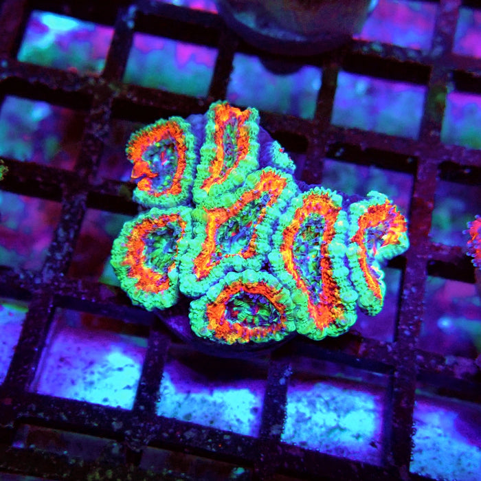 Acan Lord Coral Frag (7)