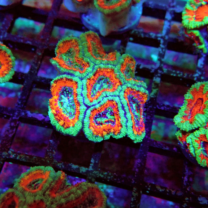 Acan Lord Coral Frag (7)