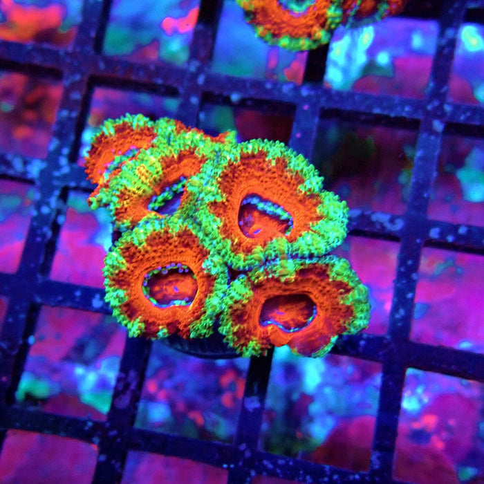 Acan Lord Coral Frag (9)