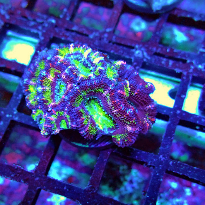 Acan Lord Coral Frag (10)