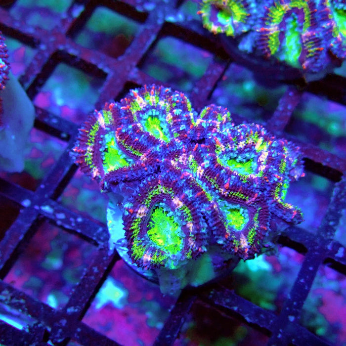 Acan Lord Coral Frag (10)