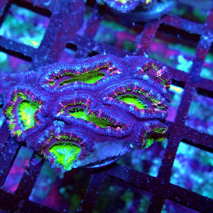 Acan Lord Coral Frag (10)