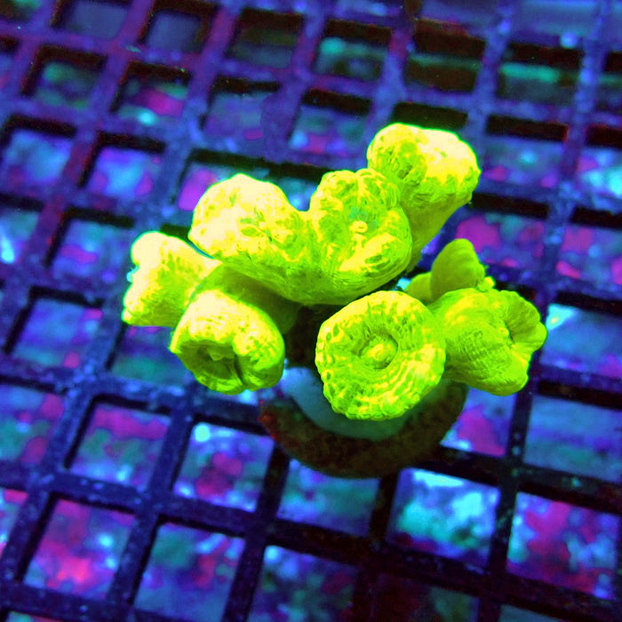 Candy Cane Premium Frag