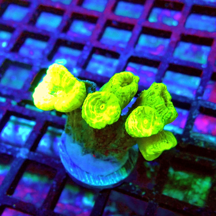 Candy Cane Premium Frag