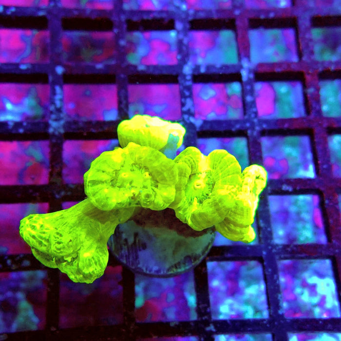 Candy Cane Premium Frag